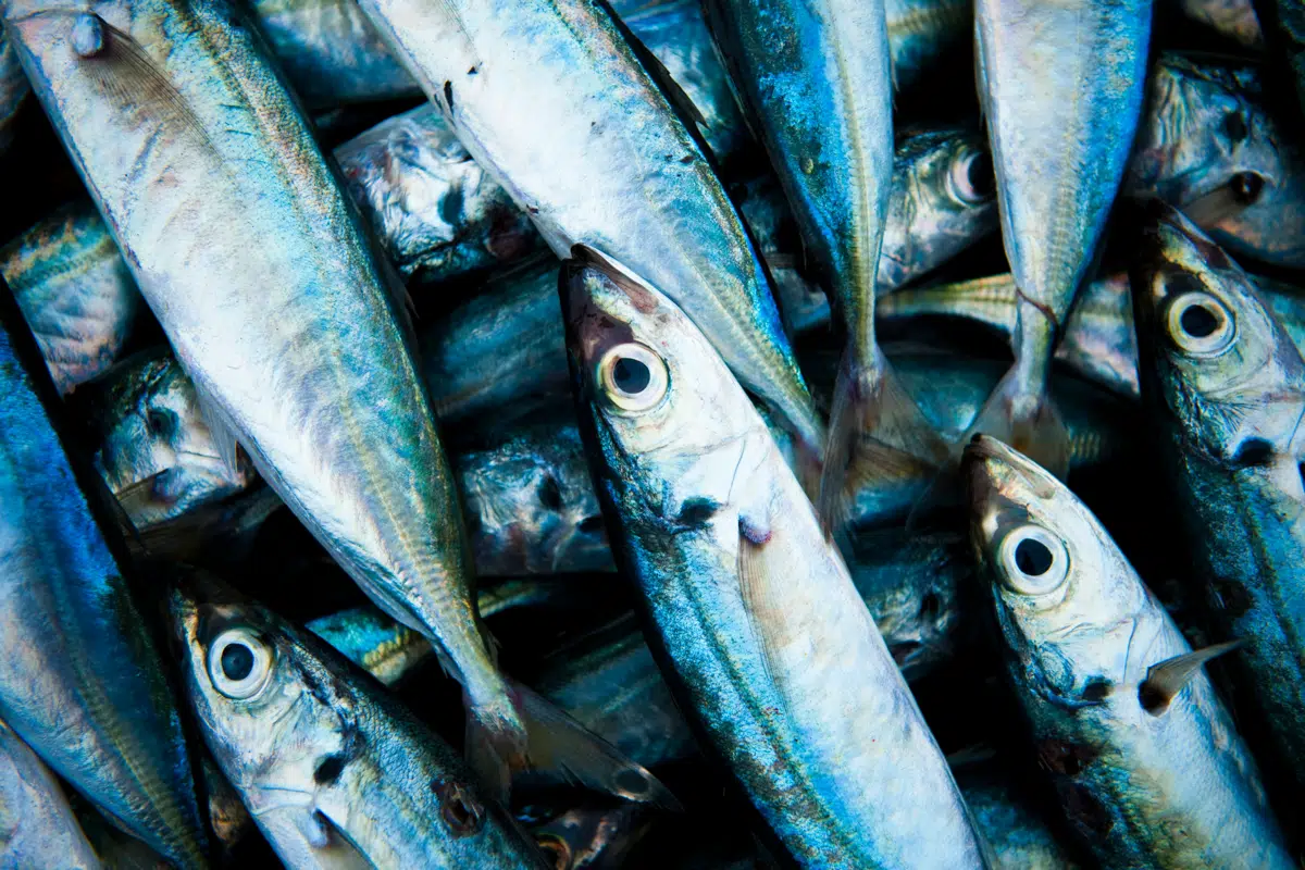 Fresh small pelagic fish piled after landing