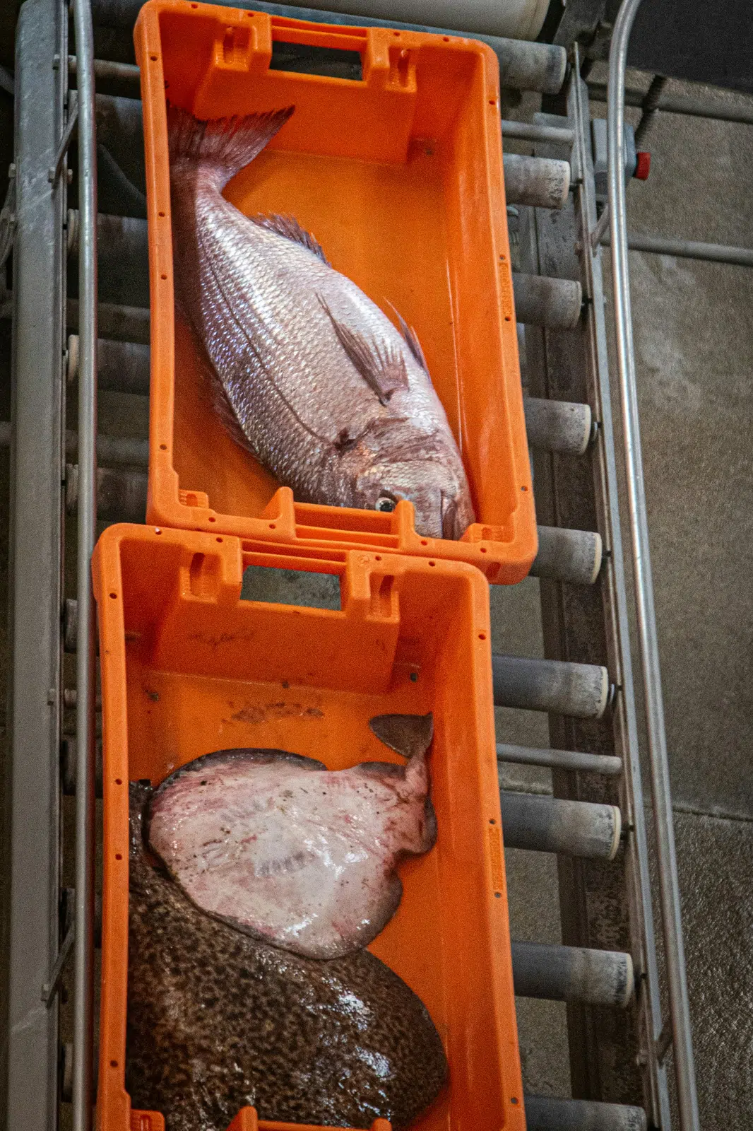 Fresh fish moving through a processing line in orange crates