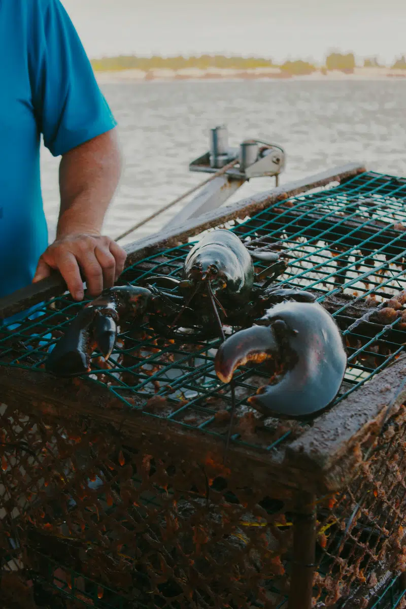 Fisherman lifting a basket of fresh catch aboard a vessel