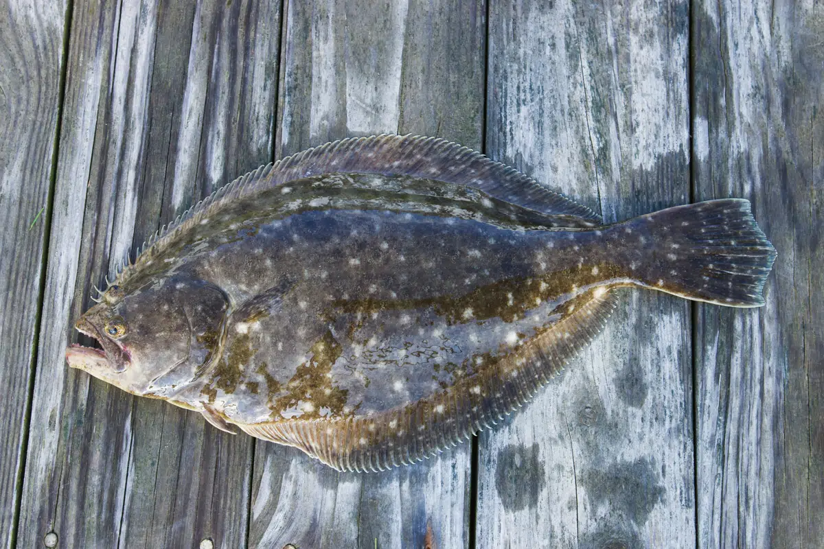 Flounder / Sole