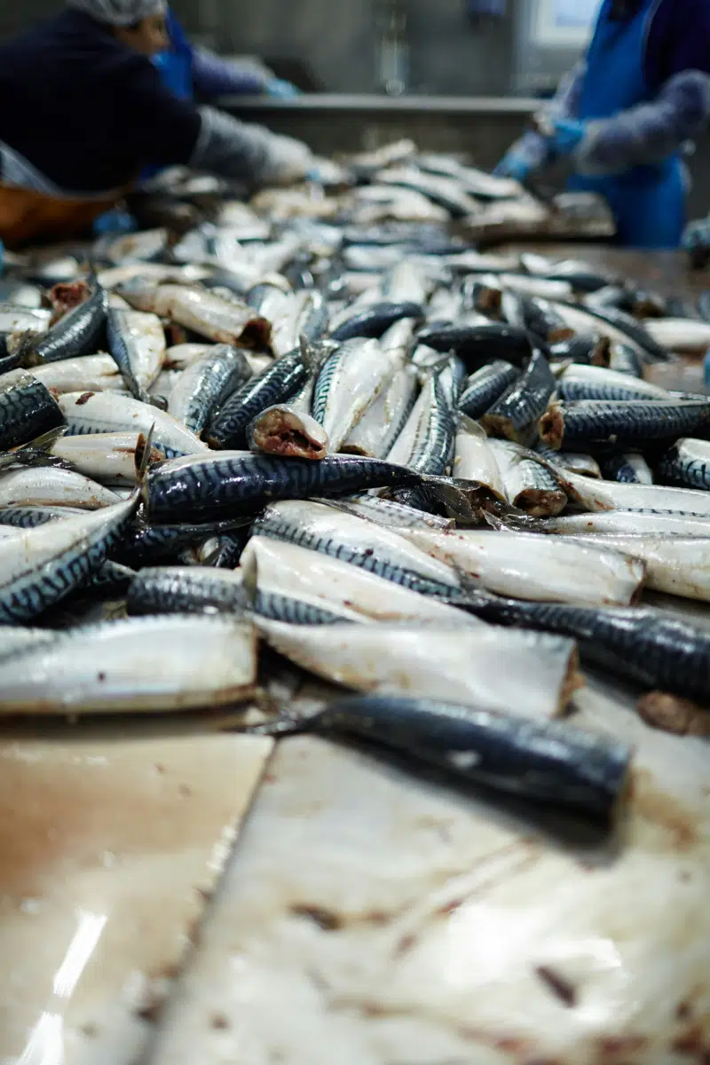 Fresh catch being sorted and graded at the table