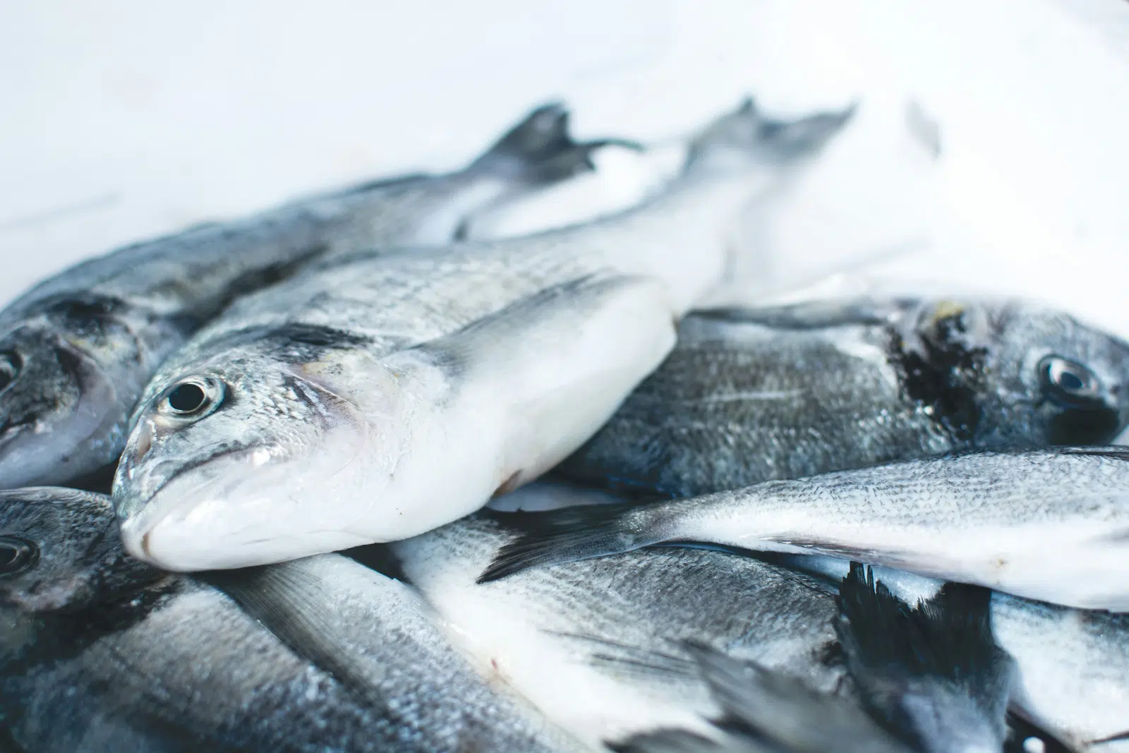 Close-up of fresh silver fish graded for processing