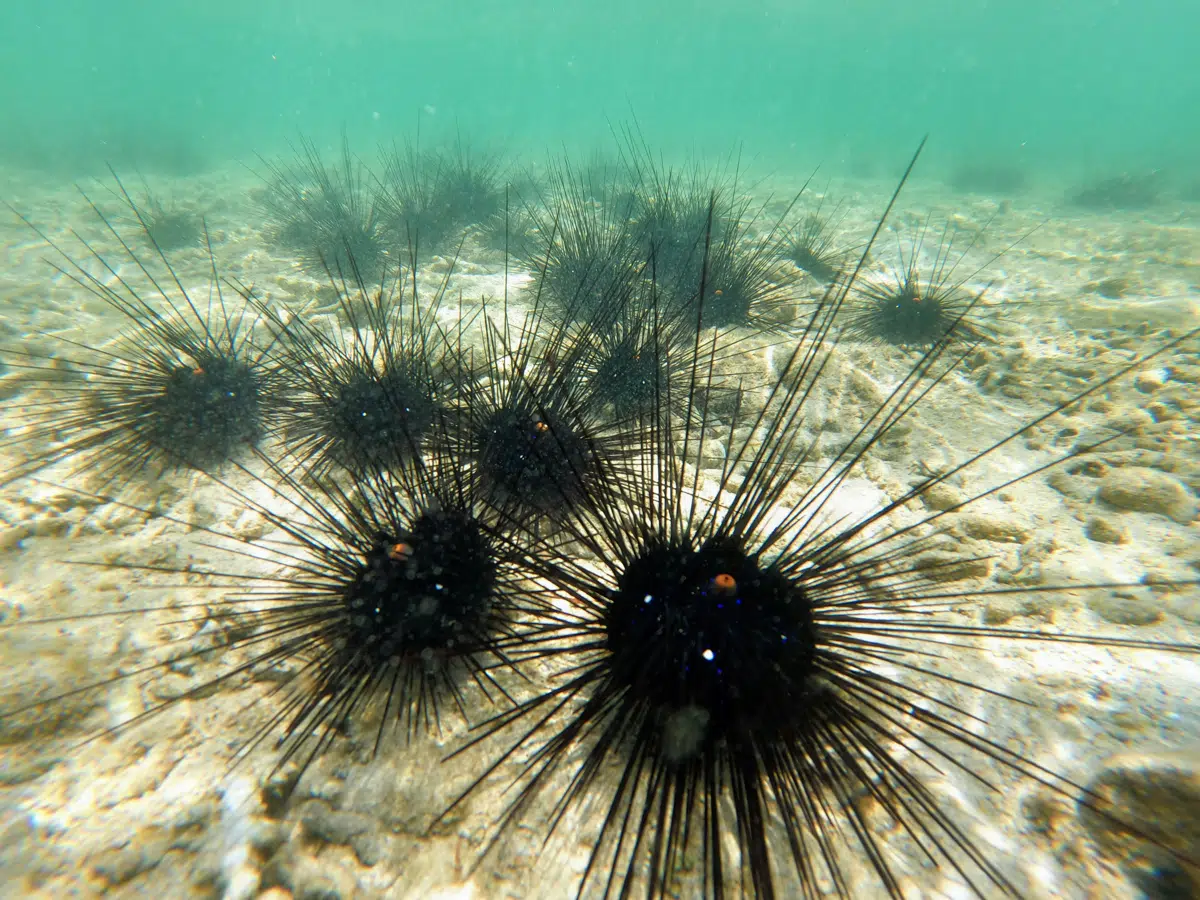 Sea urchins on the seabed in cold Canadian waters