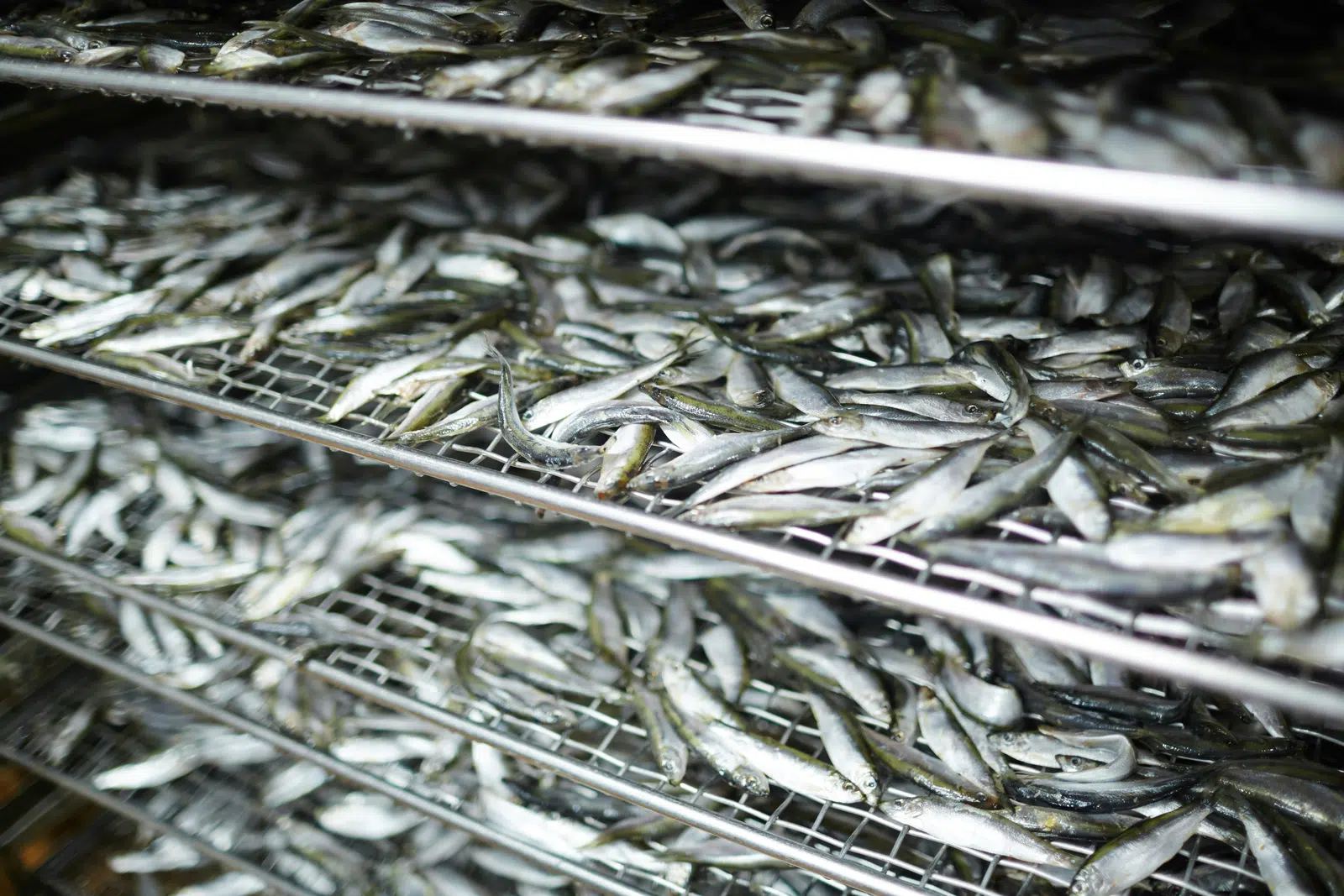 Capelin