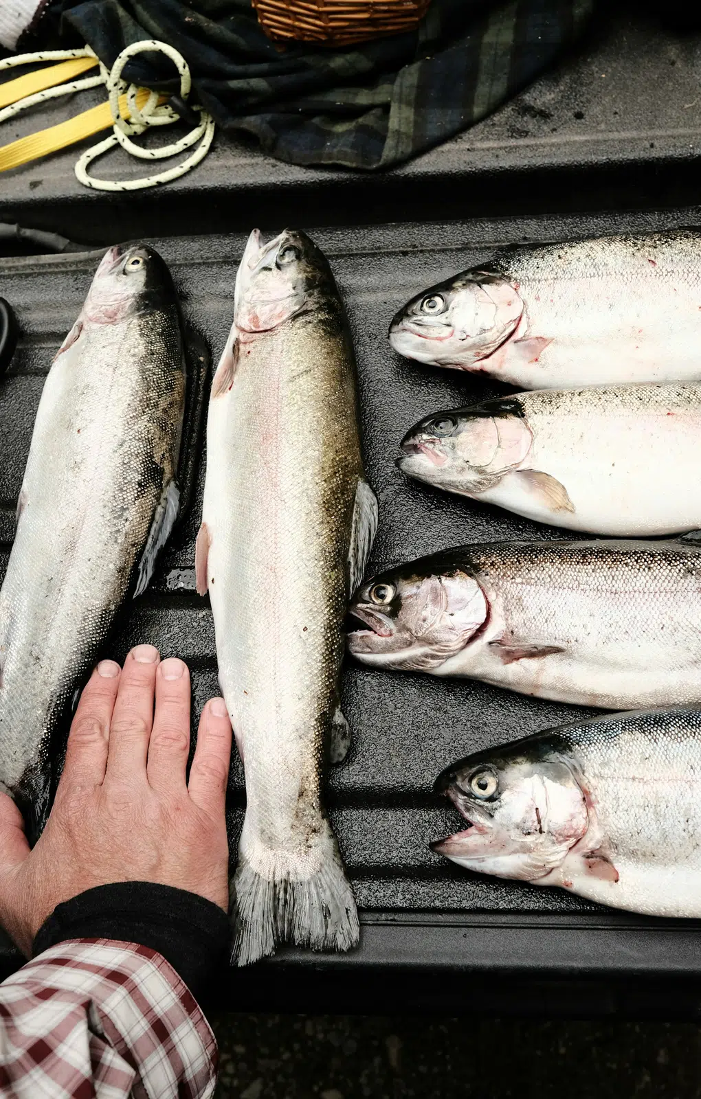 Whole premium fish displayed on ice at a seafood market